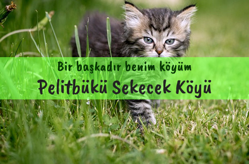 Pelitbükü Sekecek Köyü